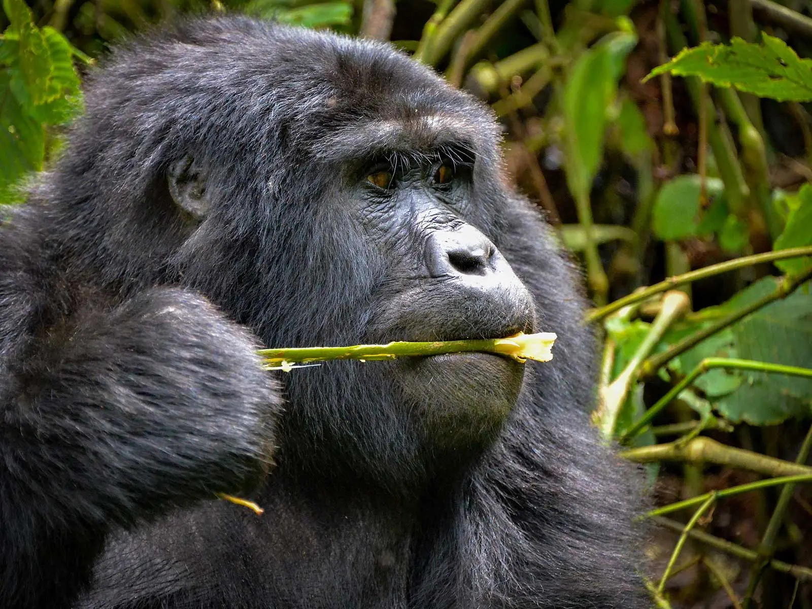3 Days Uganda Gorilla Trekking Safari from Kigali City
