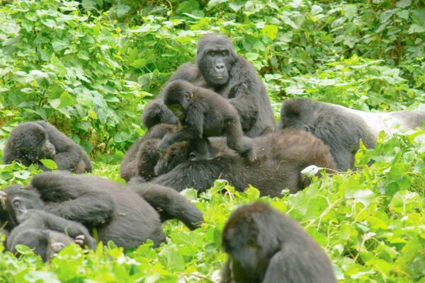 3 Days Uganda Gorilla Trekking Safari to Bwindi Impenetrable Forest