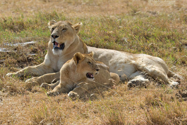 8 Days Uganda Wildlife Safari Experience