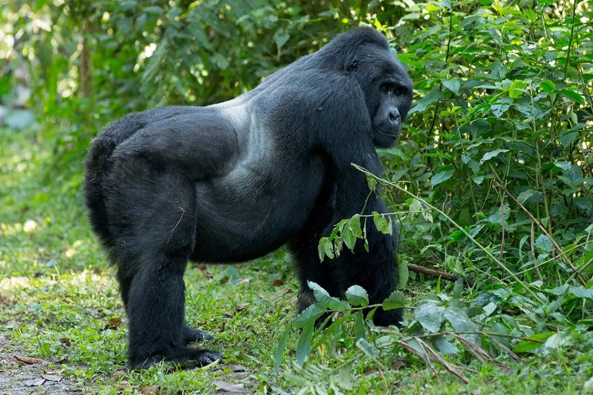 7 Days Uganda Big Five and Primates Safari