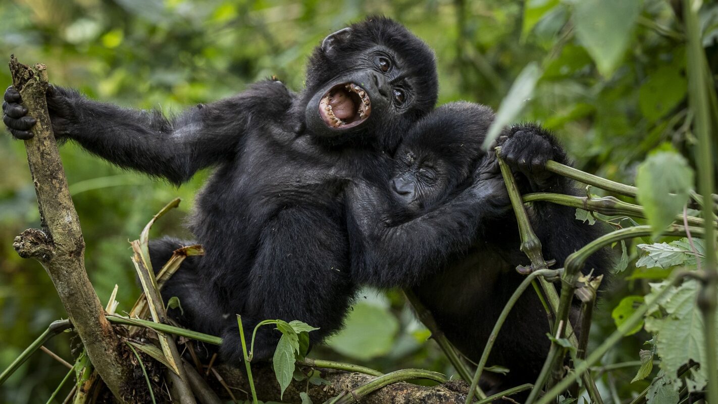 5 Days Uganda Primate Habituation Safari