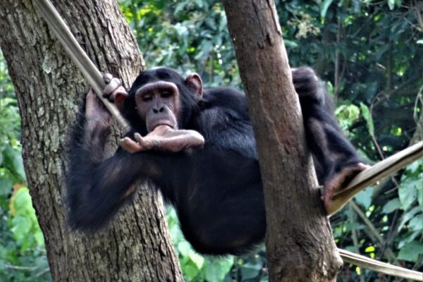 Nyungwe Forest National Park