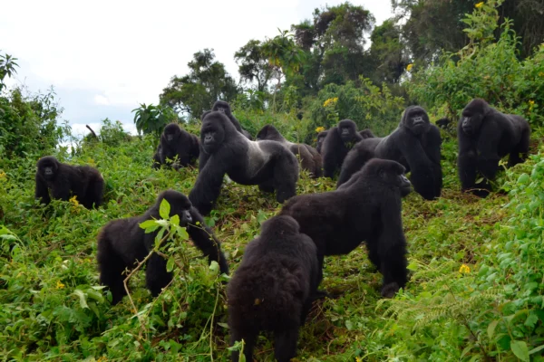 5 Days Uganda Primate Tracking Safari
