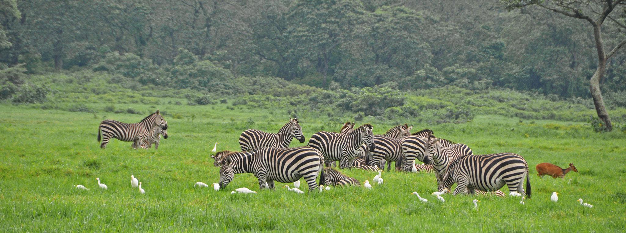 12-Day Tanzania Wildlife Safari