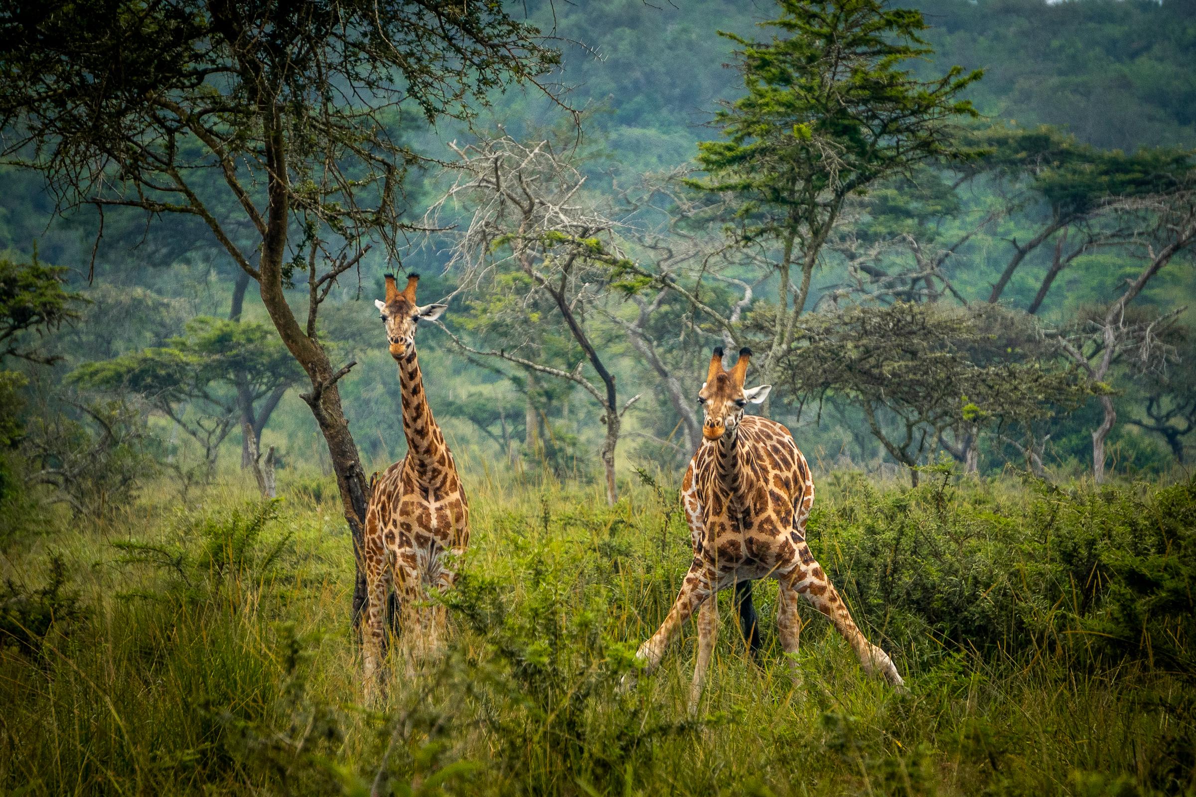 9 Days Uganda Wildlife Safari Experience