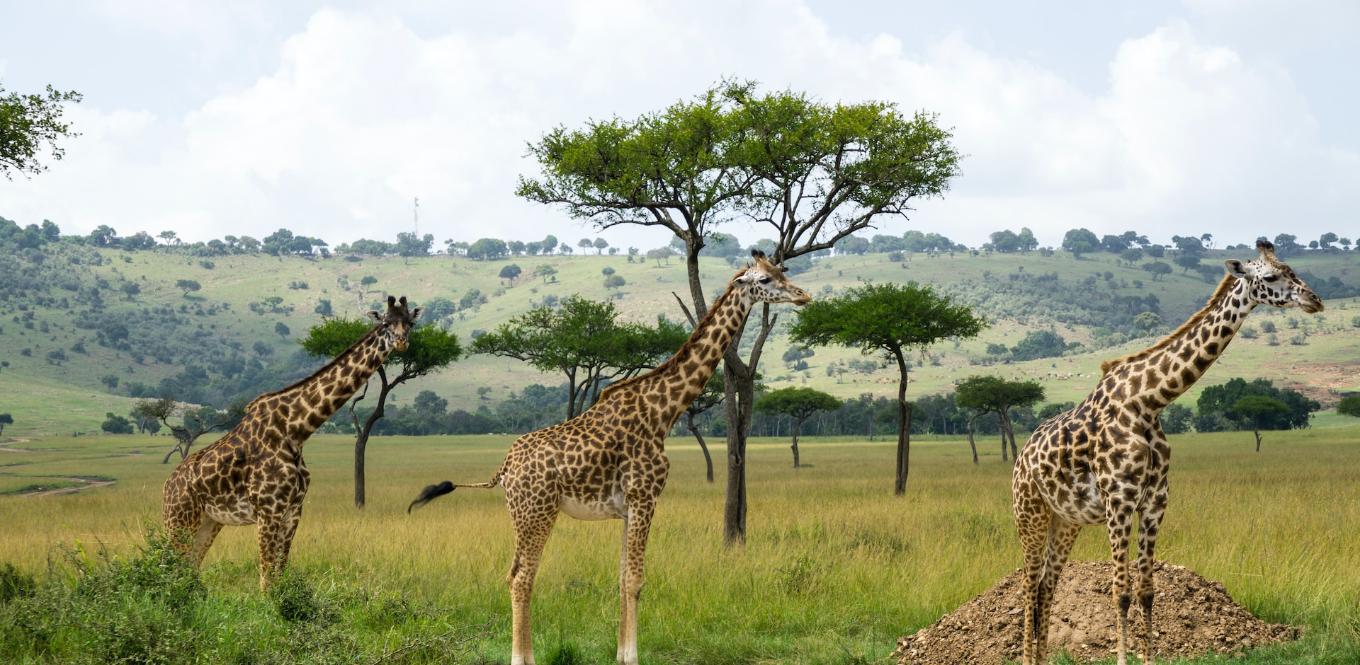 7-Day Kenya Wildlife Budget Safari