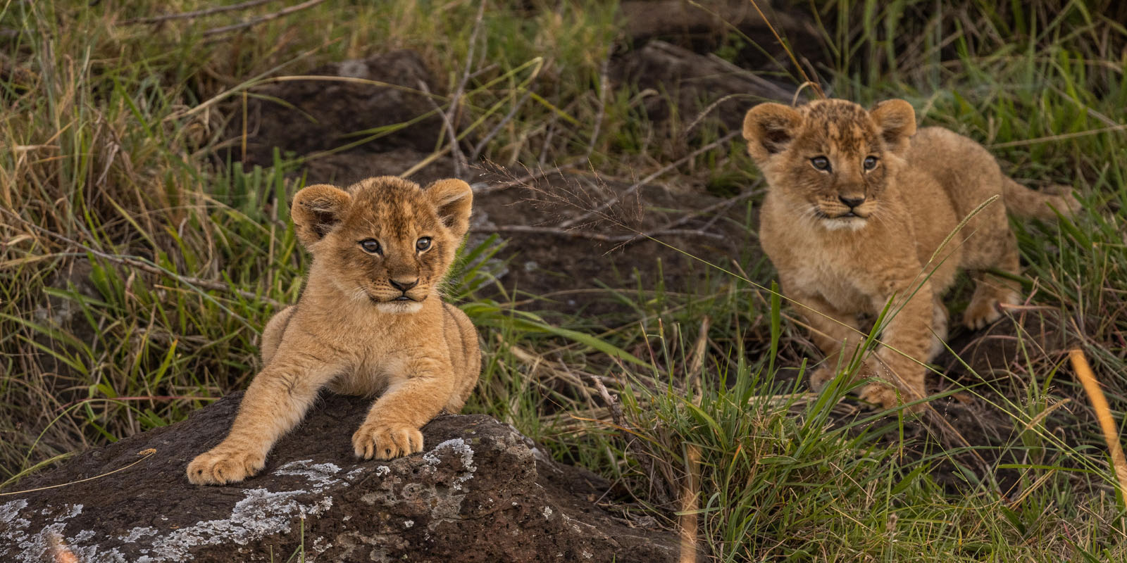 7-Day Kenya Wildlife Safari Holiday