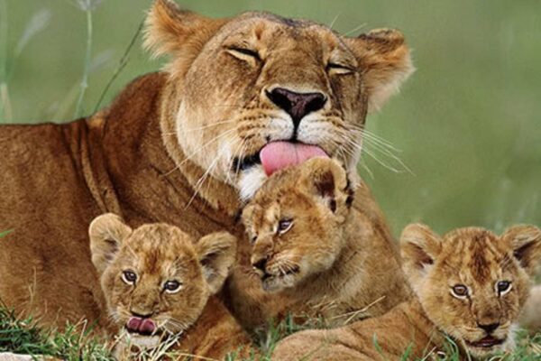 Queen Elizabeth National Park