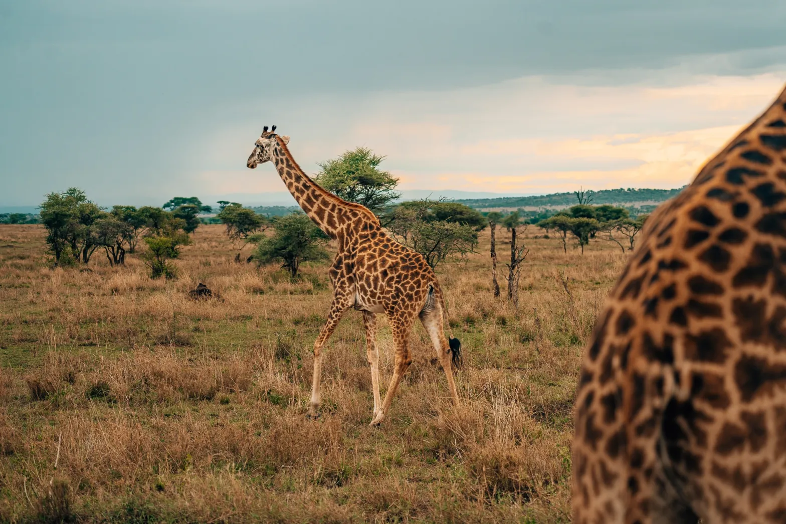 7-Day Tanzania Wildlife Safari