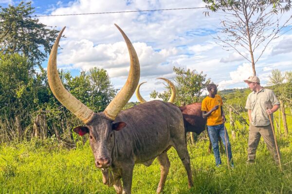 8 Days Best of Western Uganda Safari