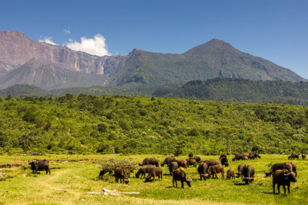 Arusha National Park