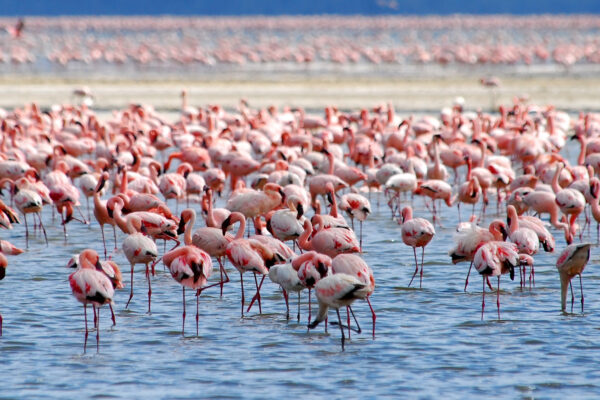 Lake Nakuru National Park