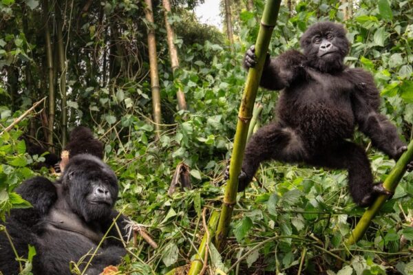 Bwindi Impenetrable Forest National Park