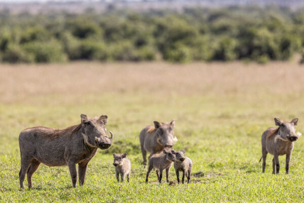Ol Pejeta Wildlife Conservancy