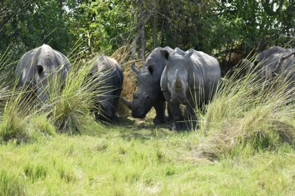 Ziwa Rhino Sanctuary