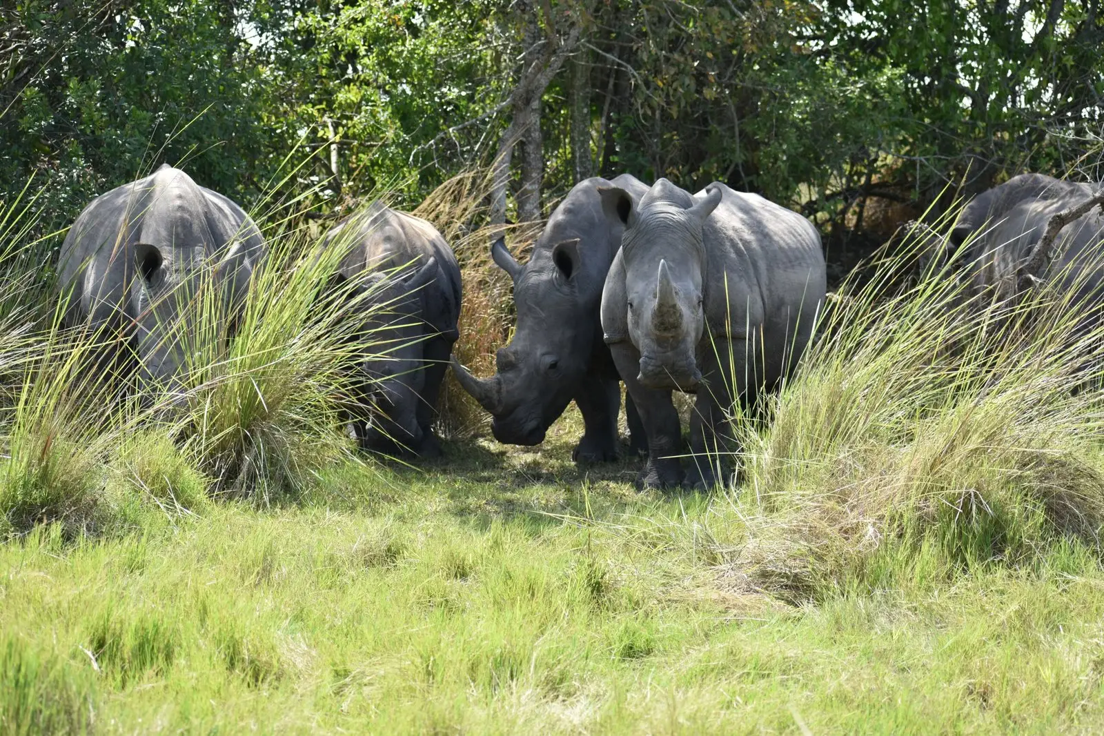 Ziwa Rhino Sanctuary